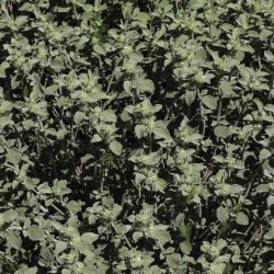 Marrubium multibracteatum subsp. ayachicum