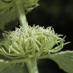 Marrubium multibracteatum subsp. ayachicum