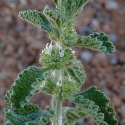 Marrubium vulgare