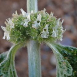 Marrubium vulgare