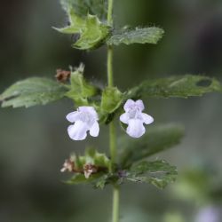 Melissa officinalis