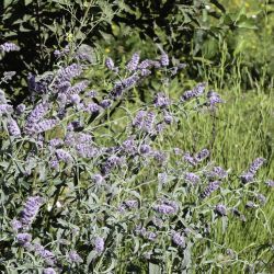 Mentha longifolia