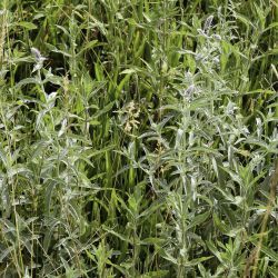 Mentha longifolia