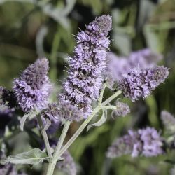 Mentha longifolia