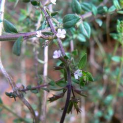 Micromeria arganietorum