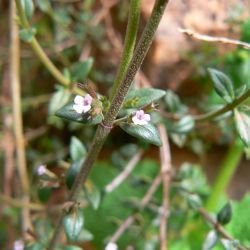 Micromeria arganietorum