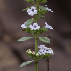 Micromeria arganietorum