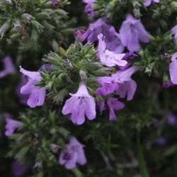Micromeria inodora