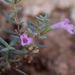 Micromeria macrosiphon