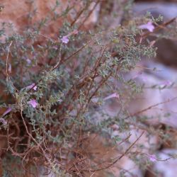 Micromeria macrosiphon