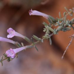 Micromeria macrosiphon