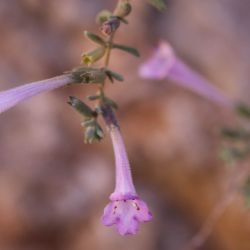 Micromeria macrosiphon