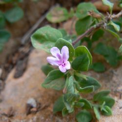 Micromeria monantha