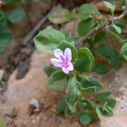 Micromeria monantha