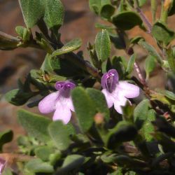 Micromeria monantha