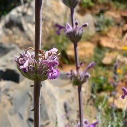 Nepeta apuleii