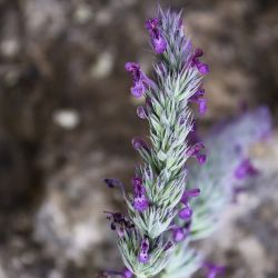 Nepeta apuleii