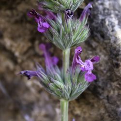 Nepeta apuleii