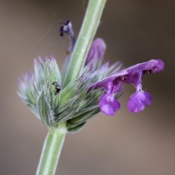 Nepeta apuleii