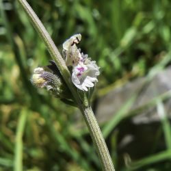 Nepeta atlantica