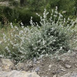 Nepeta barbara