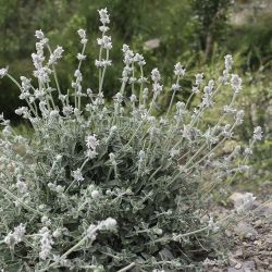 Nepeta barbara