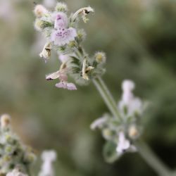 Nepeta barbara