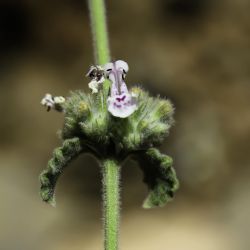 Nepeta barbara