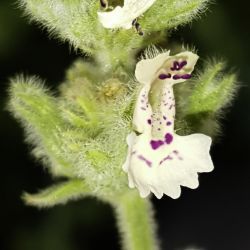 Nepeta barbara