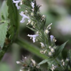 Nepeta granatensis