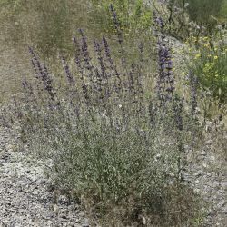 Nepeta nepetella subsp. amethystina