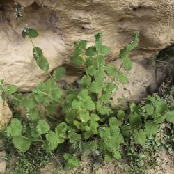 Nepeta stachyoides