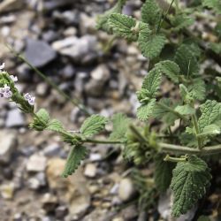 Nepeta stachyoides