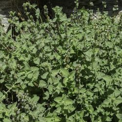 Nepeta stachyoides
