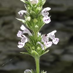 Nepeta stachyoides