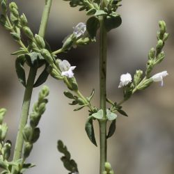 Origanum elongatum