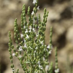 Origanum elongatum
