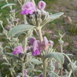 Phlomis antiatlantica