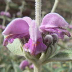 Phlomis antiatlantica