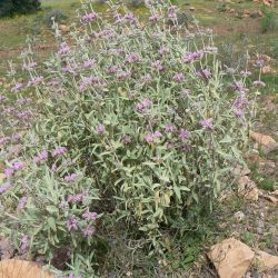 Phlomis antiatlantica