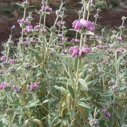 Phlomis antiatlantica