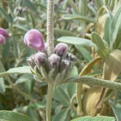 Phlomis antiatlantica