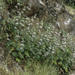 Phlomis bovei subsp. maroccana