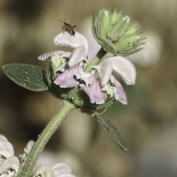 Phlomis bovei subsp. maroccana