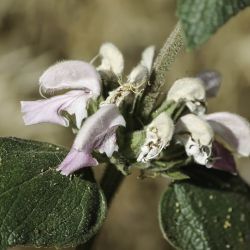 Phlomis bovei subsp. maroccana