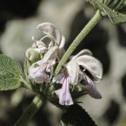 Phlomis bovei subsp. maroccana