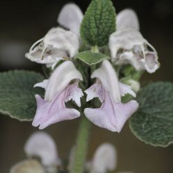 Phlomis bovei subsp. maroccana