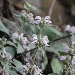 Phlomis bovei subsp. maroccana
