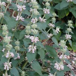 Phlomis bovei subsp. maroccana