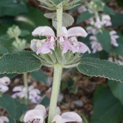 Phlomis bovei subsp. maroccana
